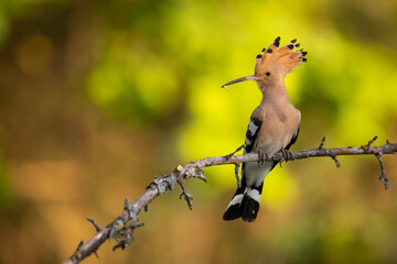 Bird Hoopoe Upupa epops, summer time in Poland Europe flying bird © Marcin Perkowski
