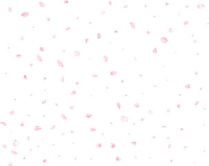 Beautiful delicate cherry petals.