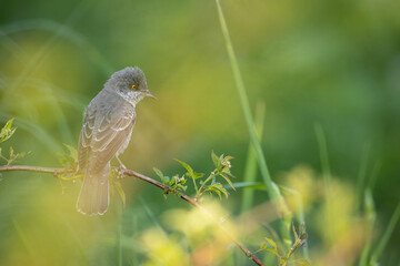 barred warbler - migratory passerine singing bird Sylvia nisoria sitting on branch, male - Poland, Europe