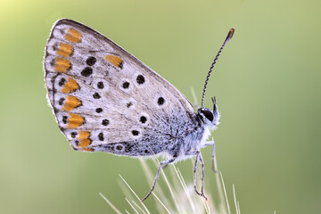 lateral view of an idas blue butterfly on a thin branch.brown and orange colors.