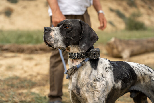 Portrait d'un pointer anglais ayant chass&eacute; dans un marais