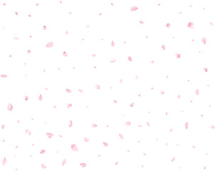 Fototapeta premium Beautiful delicate cherry petals.