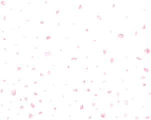 Beautiful delicate cherry petals.