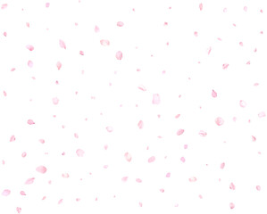 Beautiful delicate sakura petals. © writerfantast