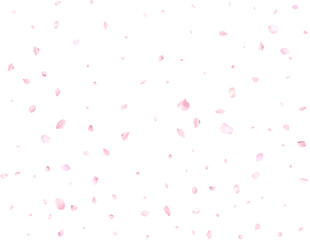 Beautiful delicate sakura petals.