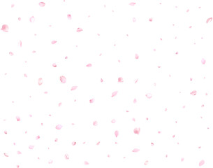 Beautiful delicate sakura petals.