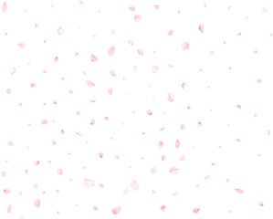 Realistic pink cherry petals.