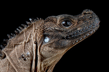 The Indonesian Giant Sailfin Dragon (Hydrosaurus microlophus) is a species of agamid native to south Sulawesi Indonesia. It is the heaviest and longest species of sailfin lizard.