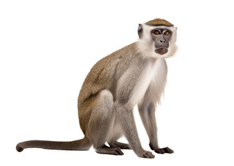 African monkey isolated on transparent white background