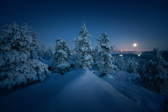 Midnight in Lapland: Frozen Forest Silhouettes under Polar Night