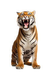 Obraz premium Roaring tiger isolated on transparent white background