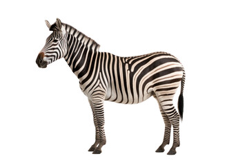 Fototapeta na wymiar African zebra isolated on transparent white background