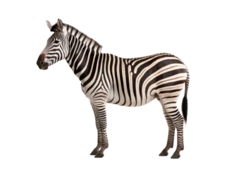 Stoff pro Meter African zebra isolated on transparent white background © Photocreo Bednarek