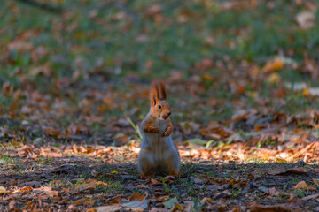 Portrait of a squirrel. Urban wildlife. Eurasian red squirrel (Sciurus vulgaris). Autumn park of Ukraine. The forest is full of rich, warm colors.