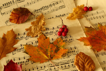 autumn leaves on music paper - still life - 666502932