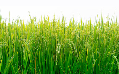 Rich jasmine rice fields in rural Thailand. close up.
