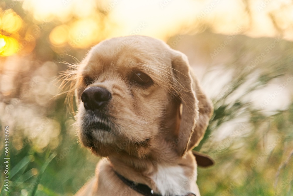 Wall mural A young american cocker spaniel is sitting on the grass at sunset. High quality photo. Close-up