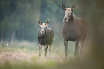 Naklejka na ściany i meble Mammals female Elk Moose ( Alces alces ) with cub North part of Poland, Europe