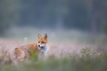 Red Fox Vulpes vulpes in natural habitat, Poland Europe, animal walking among meadow in amazing warm light