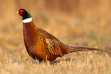 Bird Common pheasant Phasianus colchius Ring-necked pheasant in natural habitat