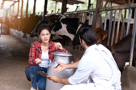 Young farmer couple standing with milk churn near stalls with dairy cows at livestock farm with friendly talking. Two farmer worker having conversation.