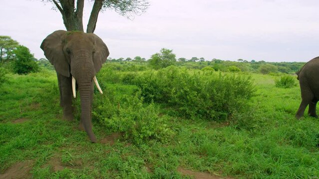 Shot of an elephant walking and another pooping in Tarangire park.