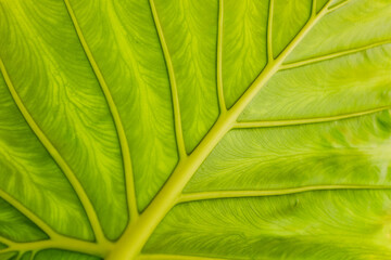 Detailed view of leaf veins in sunlight