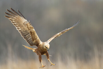 Flying Birds of prey Marsh harrier Circus aeruginosus, hunting time Poland Europe - obrazy, fototapety, plakaty