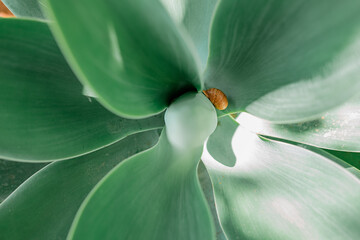 Snail taking a pause on a smooth succulent leaf