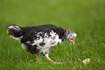 Young black white chick picking grass in garden