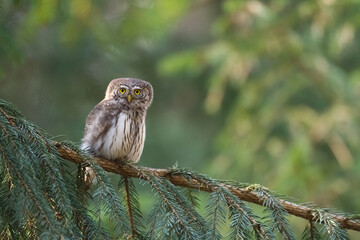 Pygmy owl Glaucidium passerinum little owl natural dark forest north parts of Poland Europe