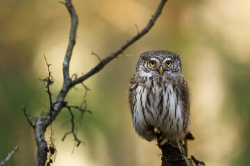 Pygmy owl Glaucidium passerinum little owl natural dark forest north parts of Poland Europe