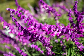 アメジストセージ