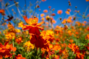 キバナコスモスの花畑