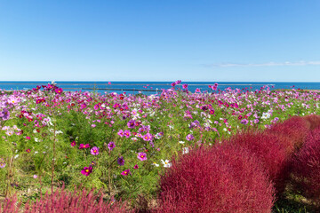 海とコスモスとコキア