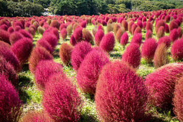 もこもこコキア