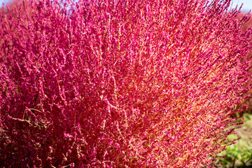 コキアのアップ