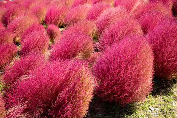 斜めに植わったコキア