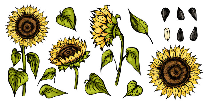 Sunflower. Sketch style flowers and leaves, black seeds. Yellow petals. Vintage decorative element. Greeting and invitation decor, oil packaging. Hand drawn botanical vector illustration