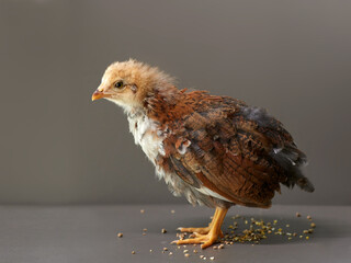 Studio portrait of young brown chick