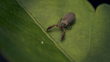 Details of a Pseudoscorpionida standing on a green leaf.