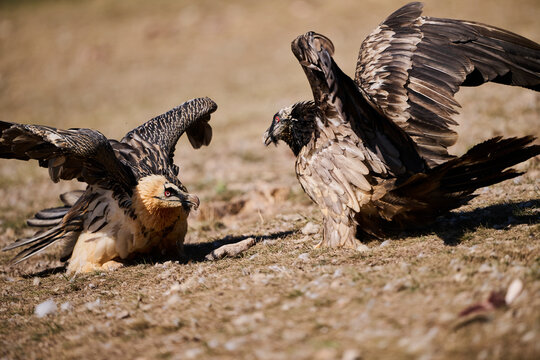 Big eagle scaring others on ground in nature