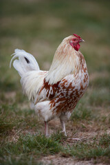 Brown white rooster free in garden isolated on blurred background