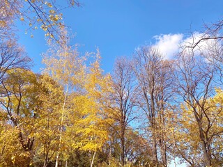 Autumn park yellow golden leaves on trees.