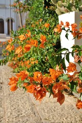 orange bougainvillea, large bush with blooming flowers, flowers on the street, mediterranean plant