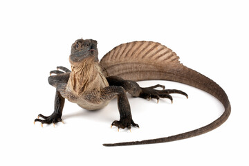 The Indonesian Giant Sailfin Dragon (Hydrosaurus microlophus) is a species of agamid native to south Sulawesi Indonesia. It is the heaviest and longest species of sailfin lizard.