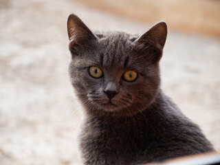 Kittens wild cute pets look at camera