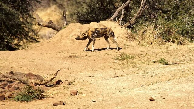 African wild dog sneaks up on prey