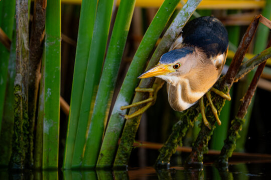 Little bittern in green plants on lake
