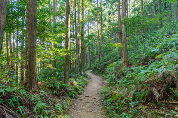 熊野古道　水呑王子－伏拝王子間（和歌山県田辺市本宮町）